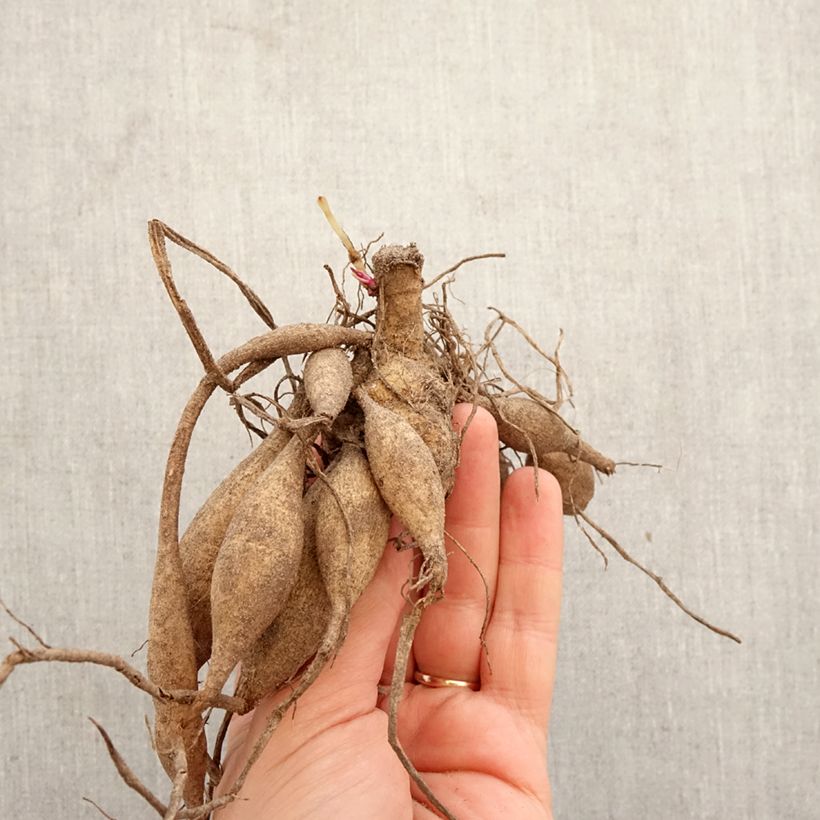 Dalia cactus Cheyenne Bulbo taglia I esemplare consegnato in primavera