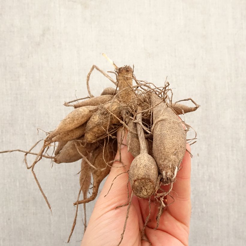 Dalia cactus Clair Obscur Bulbo taglia I esemplare consegnato in primavera