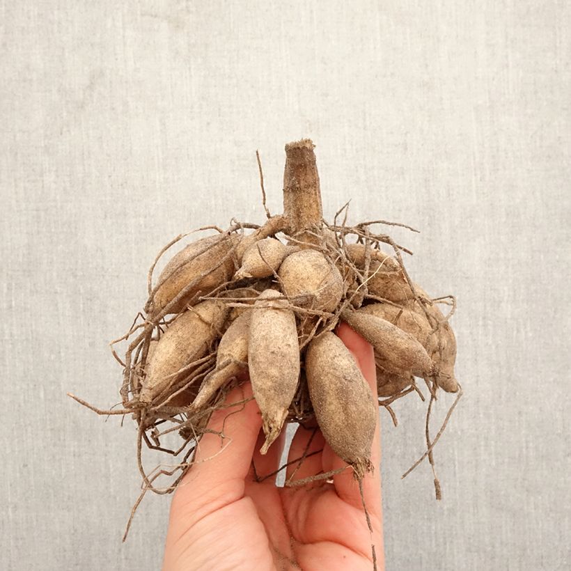 Dalia cactus Emmaus Bulbo esemplare consegnato in primavera