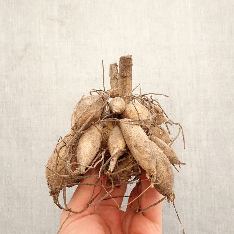 Dalia cactus Encore Bulbo taglia I esemplare consegnato in primavera