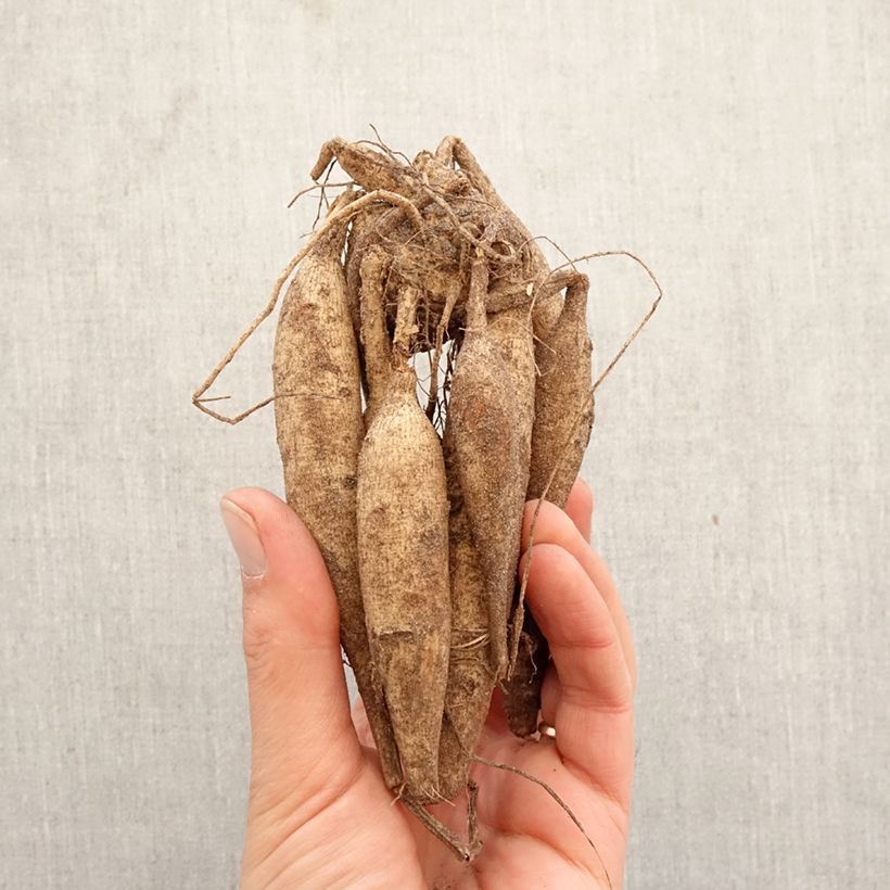 Dalia cactus Ice Crystal Bulbo taglia I esemplare consegnato in primavera