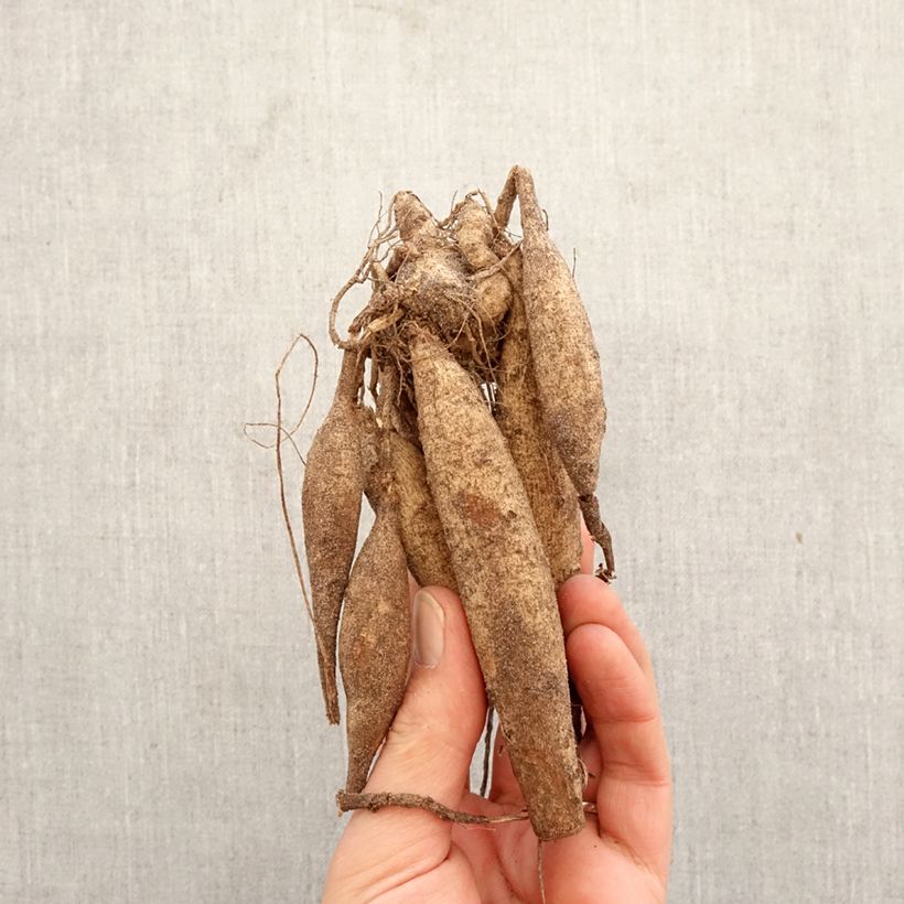 Dalia cactus Jaxon Bulbo taglia I esemplare consegnato in primavera