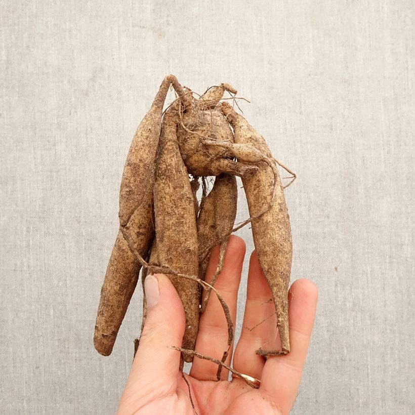 Dalia cactus Mel's Orange Marmalade Bulbo taglia I esemplare consegnato in primavera