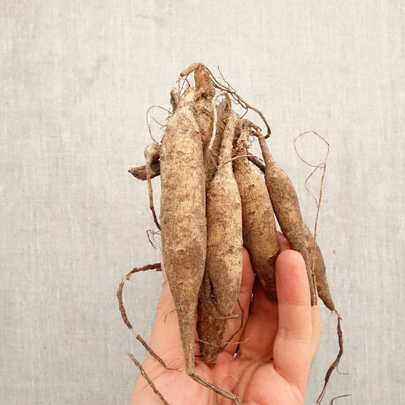 Dalia cactus Nadia Ruth Bulbo taglia I esemplare consegnato in primavera