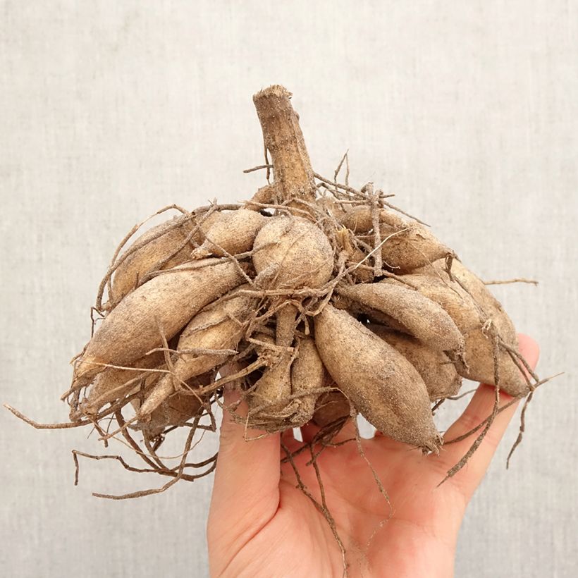 Dalia cactus Tsuki Yori no Shisha Bulbo taglia I esemplare consegnato in primavera