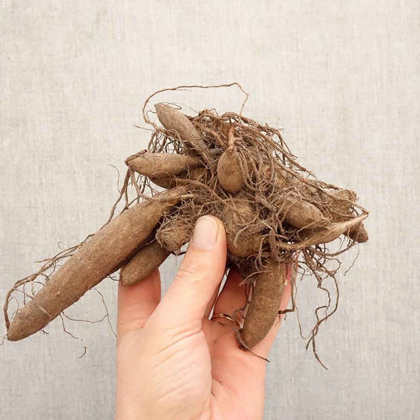 Dalia cactus Urchin Bulbo taglia I esemplare consegnato in primavera