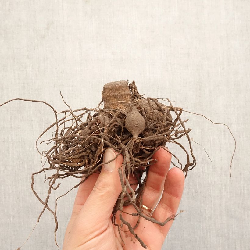 Dalia cactus Friquolet Bulbo taglia I esemplare consegnato in primavera