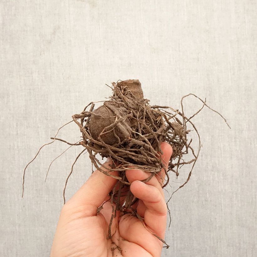 Dalia cactus Gryson's Yellow Spider Bulbo esemplare consegnato in primavera