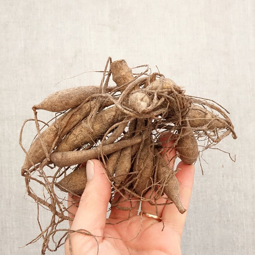 Dalia cactus Hollyhill Cotton Candy Bulbo taglia I esemplare consegnato in primavera