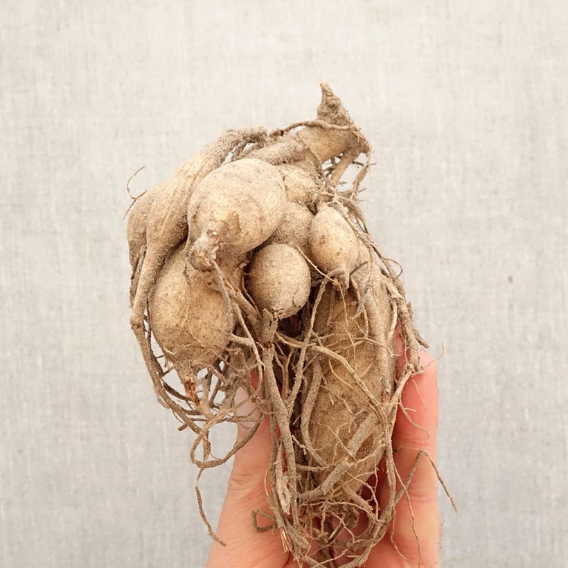 Dalia cactus Jeanne d Arc Bulbo esemplare consegnato in primavera