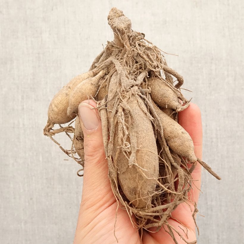 Dalia cactus Karma Purple Corona Bulbo taglia I esemplare consegnato in primavera