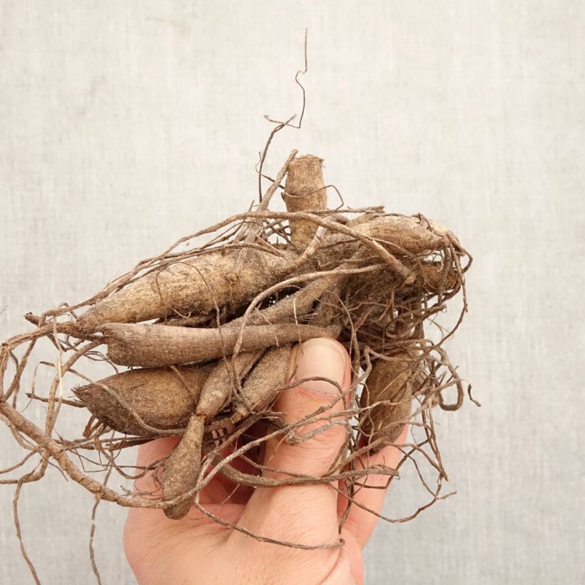 Dalia cactus Kennemerland Bulbo taglia I esemplare consegnato in primavera