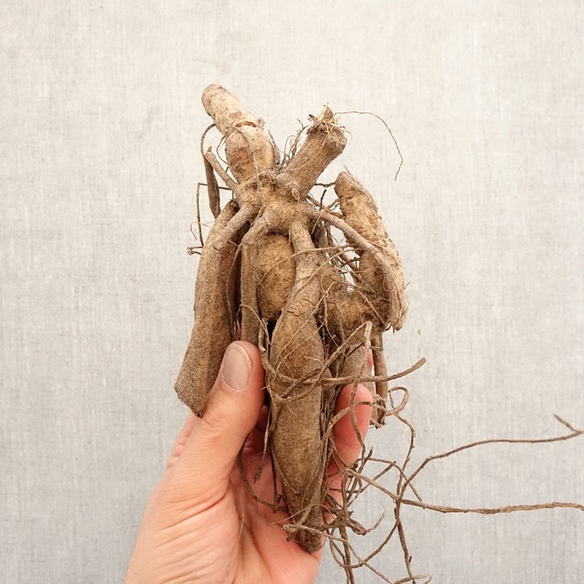 Dalia cactus Ludwig Helfert Bulbo taglia I esemplare consegnato in primavera