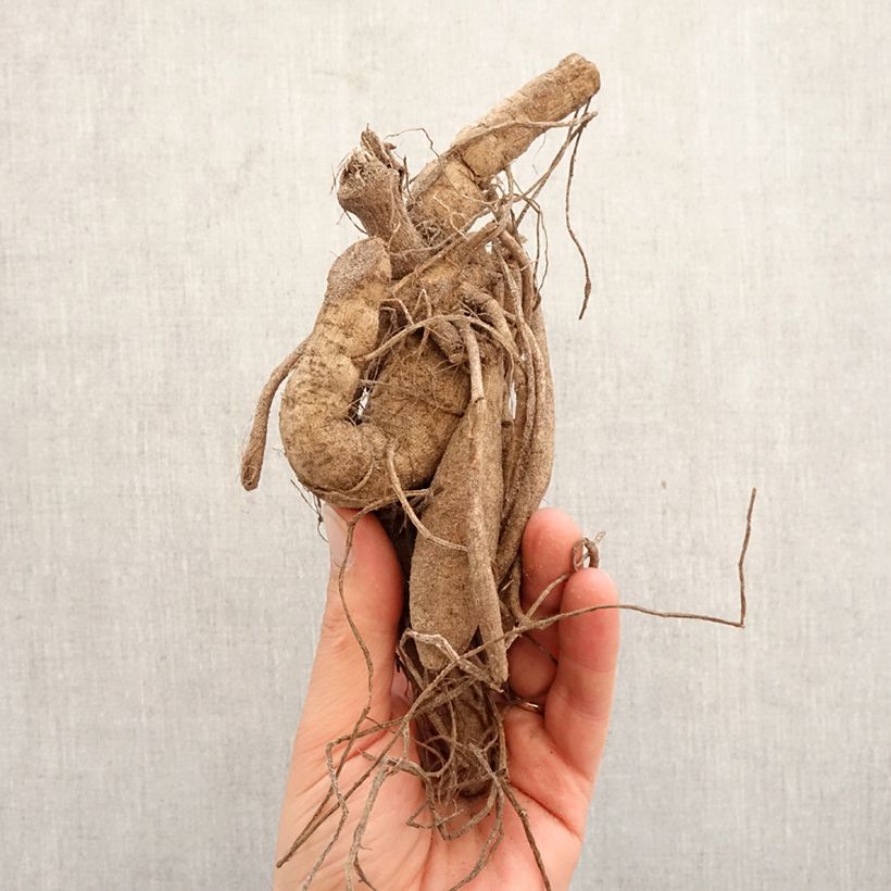 Dalia cactus Mingus Julie Bulbo taglia I esemplare consegnato in primavera