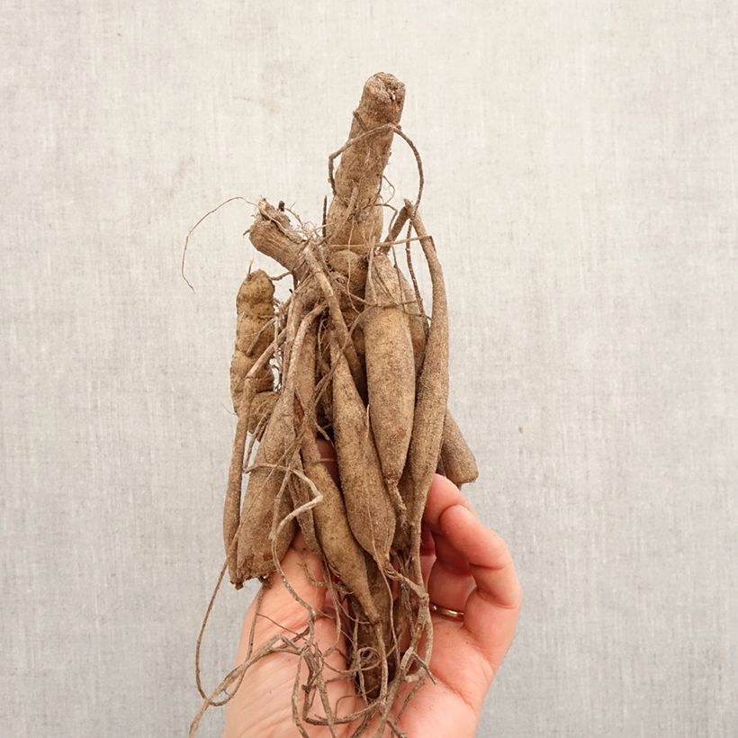 Dalia cactus Mount Tacoma Bulbo taglia I esemplare consegnato in primavera