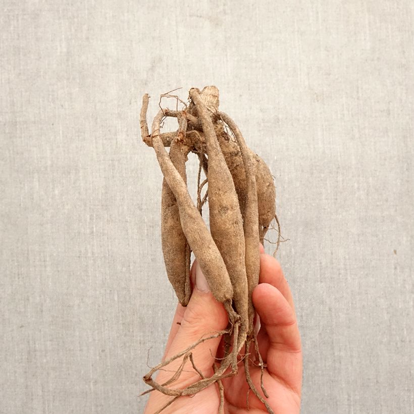 Dalia cactus Aspen Bulbo taglia I esemplare consegnato in primavera