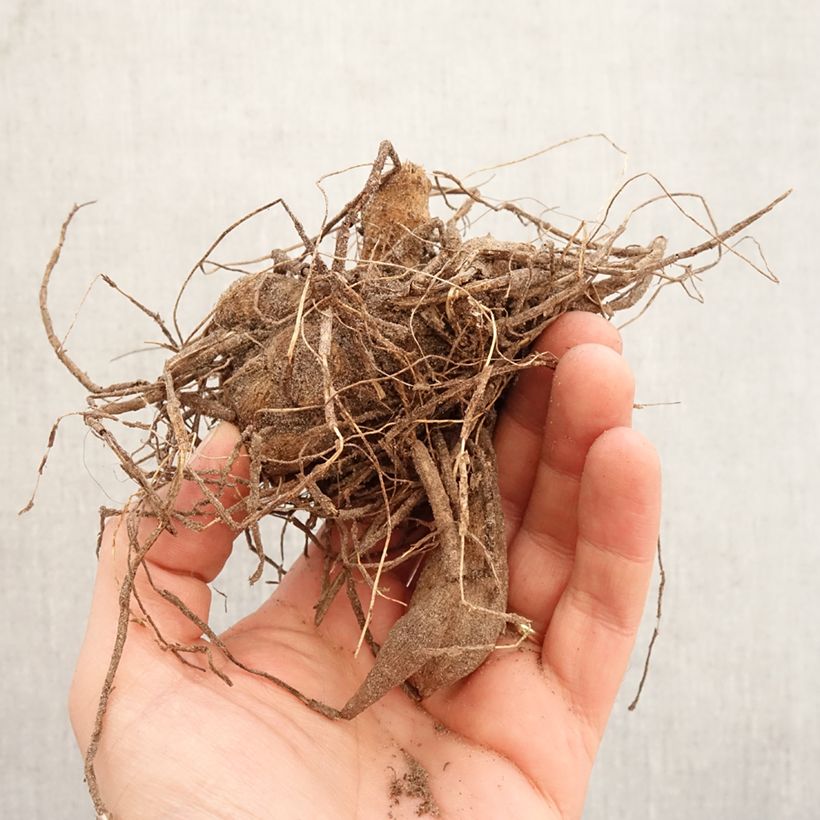 Dalia cactus Park Princess Bulbo taglia I esemplare consegnato in primavera