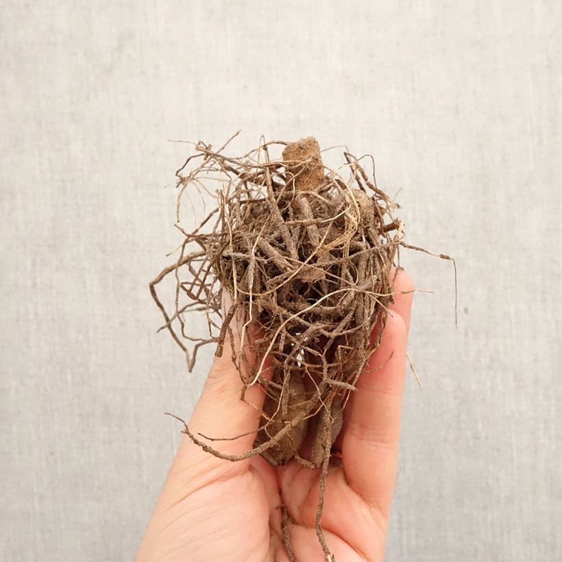 Dalia cactus Pianella Bulbo esemplare consegnato in primavera