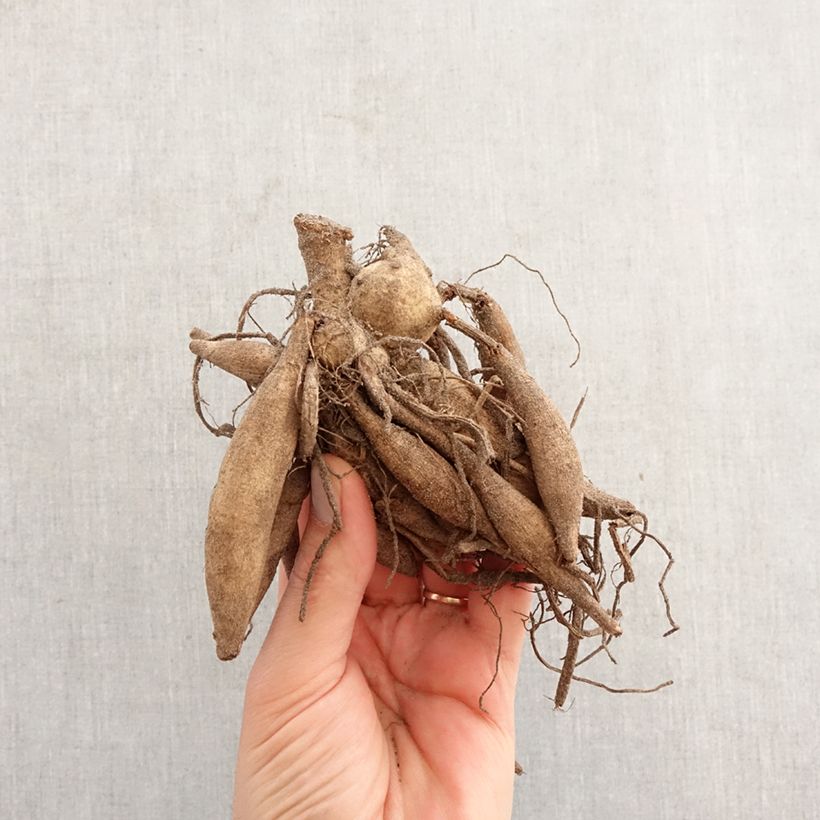 Dalia cactus Star's Lady Bulbo esemplare consegnato in primavera