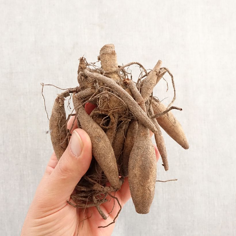 Dalia cactus Orfeo Bulbo taglia I esemplare consegnato in primavera