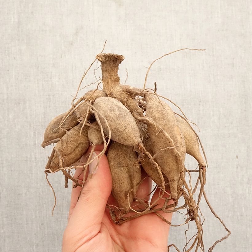 Dalia cactus Preference Bulbo taglia I esemplare consegnato in primavera