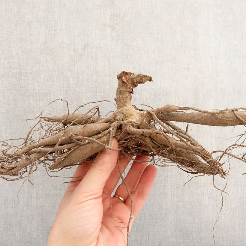 Dalia cactus Rainbow Silence Bulbo taglia I esemplare consegnato in primavera