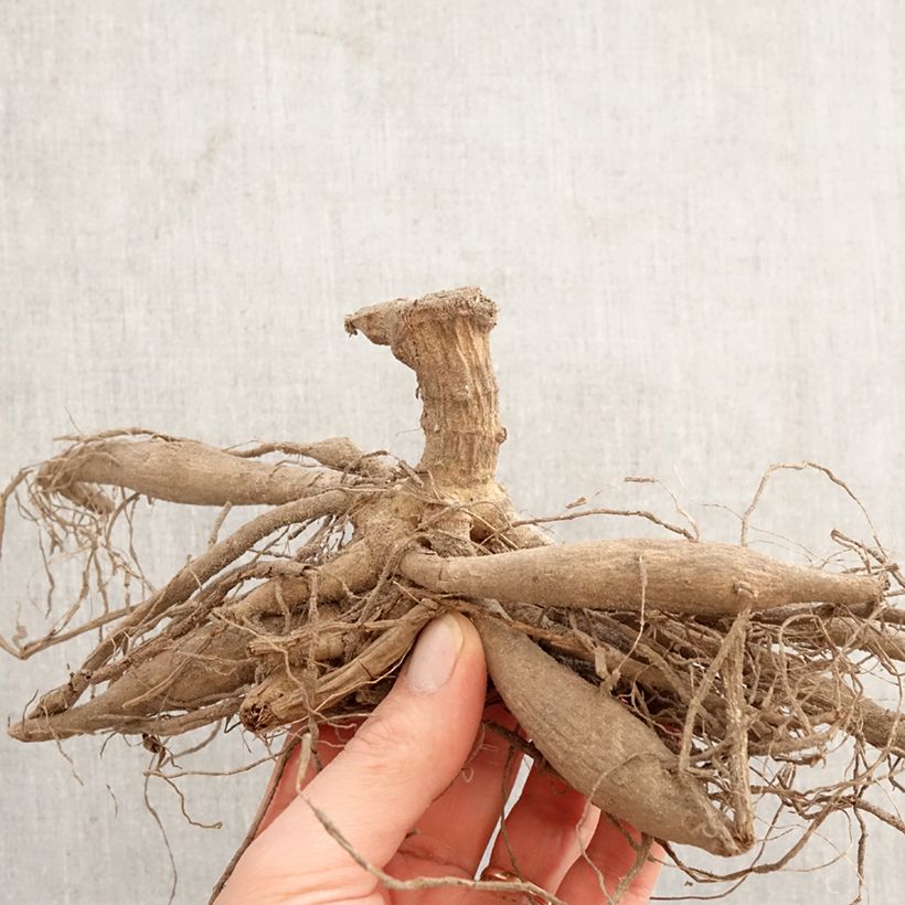 Dalia cactus Red Majorette Bulbo esemplare consegnato in primavera