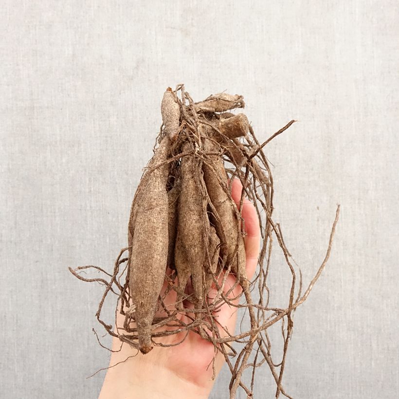 Dalia cactus Soeur Clarentine Bulbo esemplare consegnato in primavera