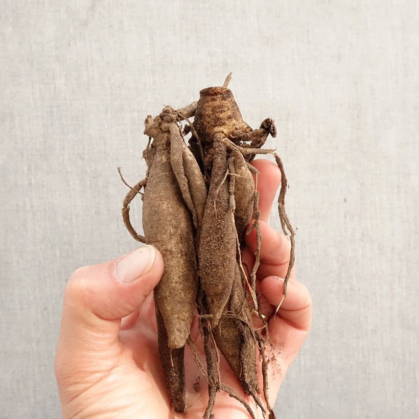 Dalia cactus Star Surprise Bulbo taglia I esemplare consegnato in primavera