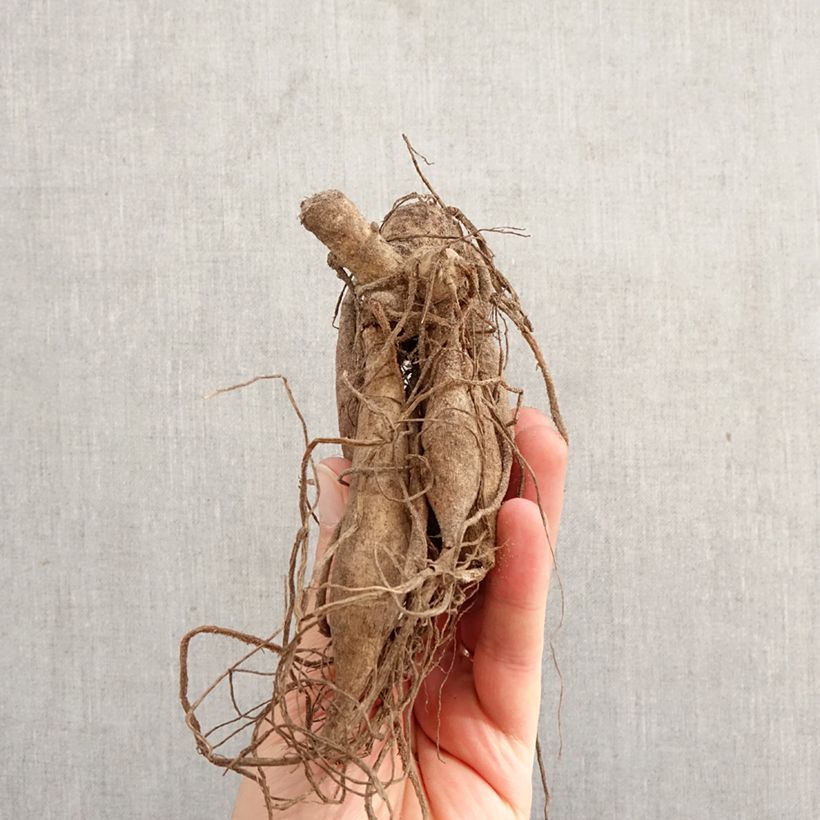 Dalia Torsade Bulbo taglia I esemplare consegnato in primavera