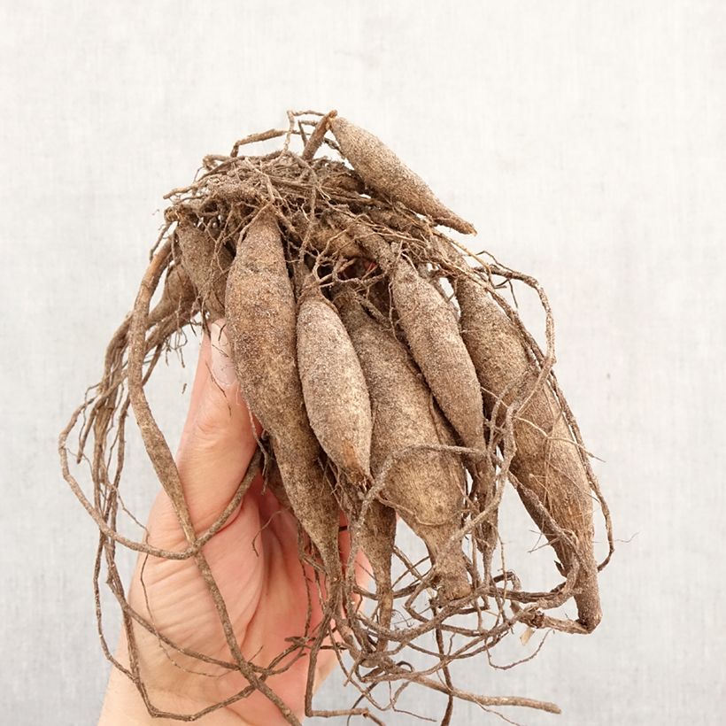 Dalia Dr Ph. Riedell Bulbo taglia I esemplare consegnato in primavera