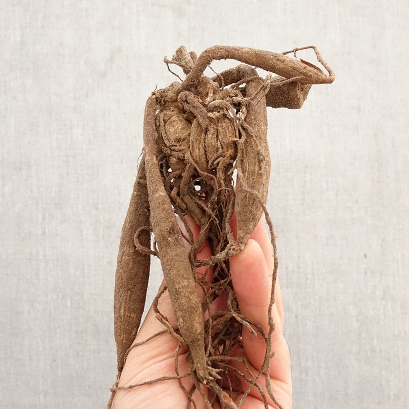 Dalia Glory of Heemstede Bulbo taglia I esemplare consegnato in primavera