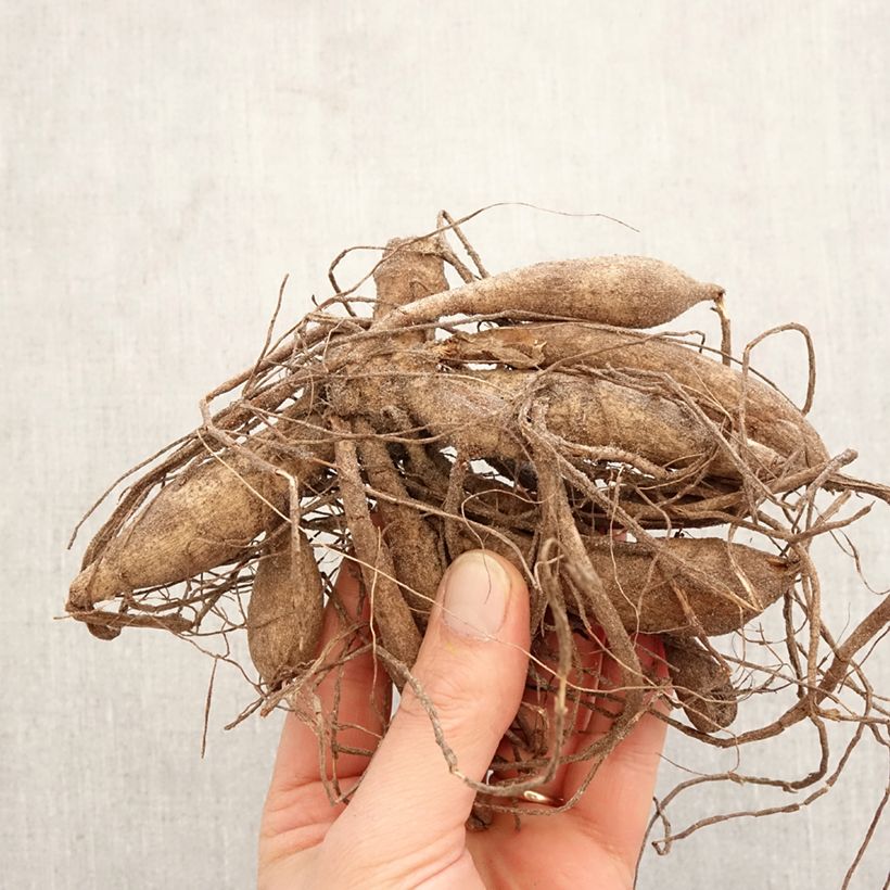 Dalia Lauren Michele Bulbo esemplare consegnato in primavera