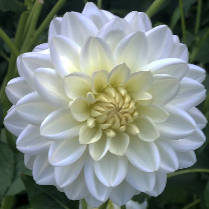Dalia Peace Pact (Fioritura)