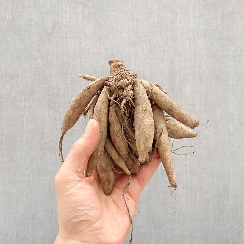 Dalia Dahlia Vanilla Bulbo taglia I esemplare consegnato in primavera