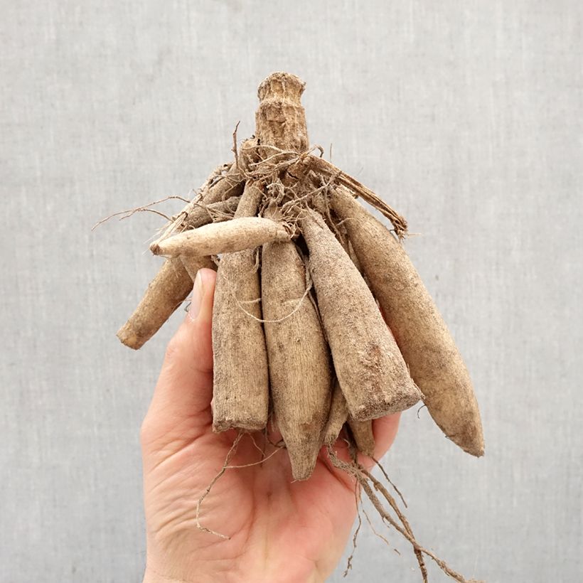 Dalia decorativa White Onesta Bulbo taglia I esemplare consegnato in primavera