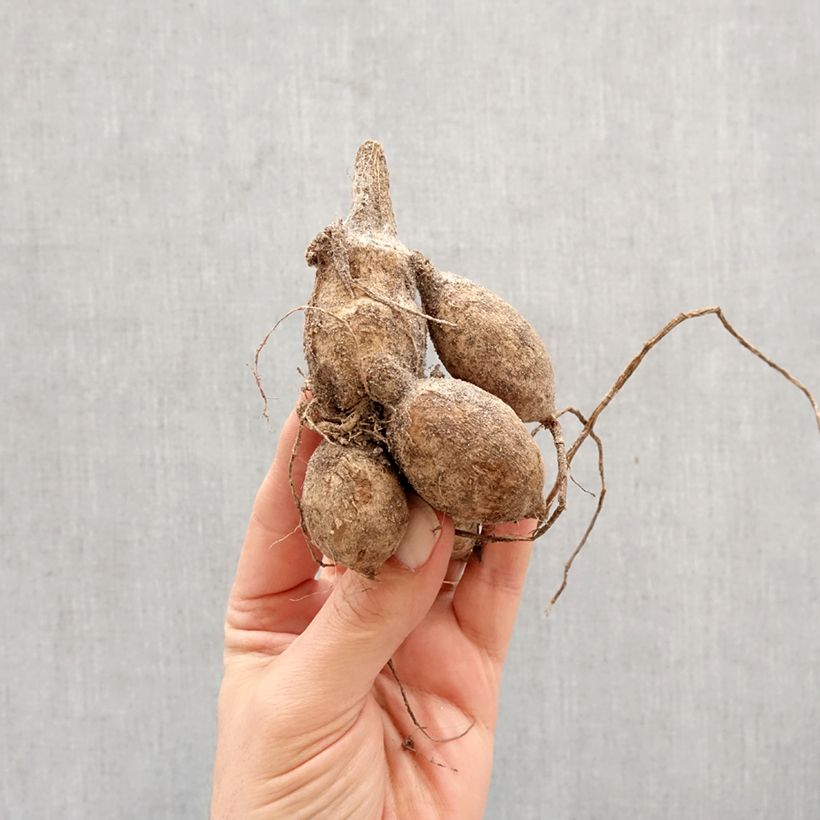 Dalia Yvonne Bulbo taglia I esemplare consegnato in primavera