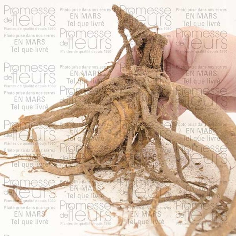 Esempio di esemplare Dahlia Paysage Classic Rosamunde Bulbe come consegnato