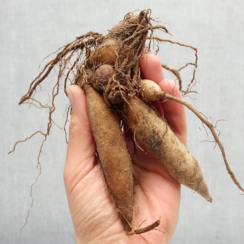 Dalia collarette Liquid Desire Bulbo taglia I esemplare consegnato in primavera