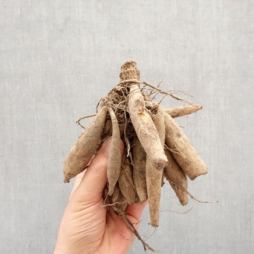 Dalia collarette Night Butterfly Bulbo taglia I esemplare consegnato in primavera