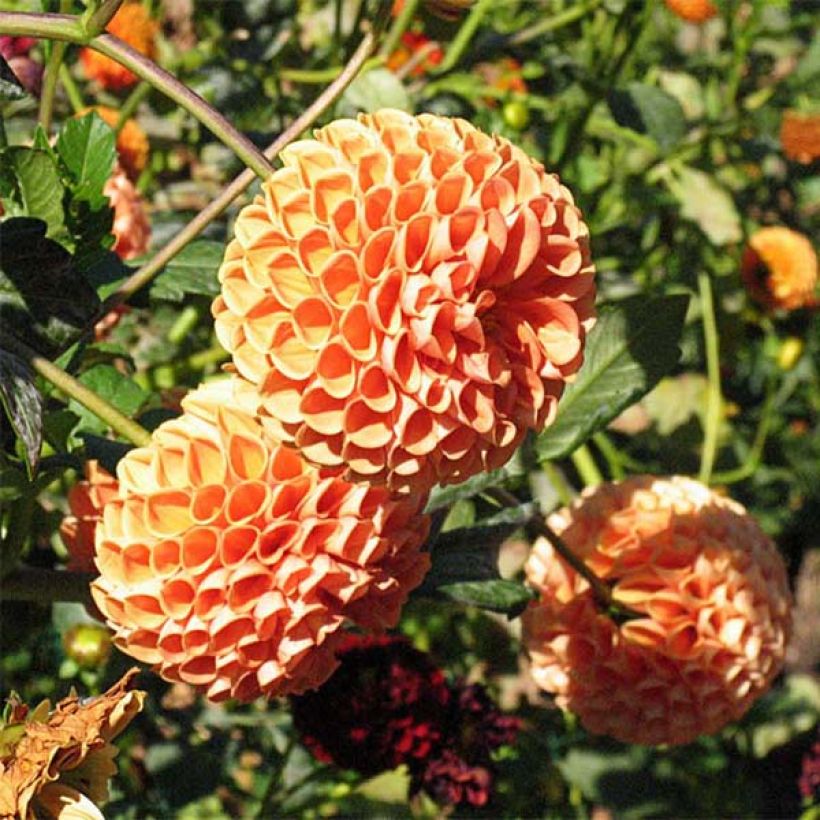Dalia ball Cornel Bronz (Fioritura)
