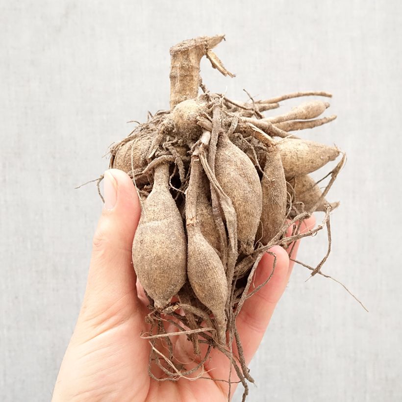 Dalia decorativa Break Out Bulbo taglia I esemplare consegnato in primavera