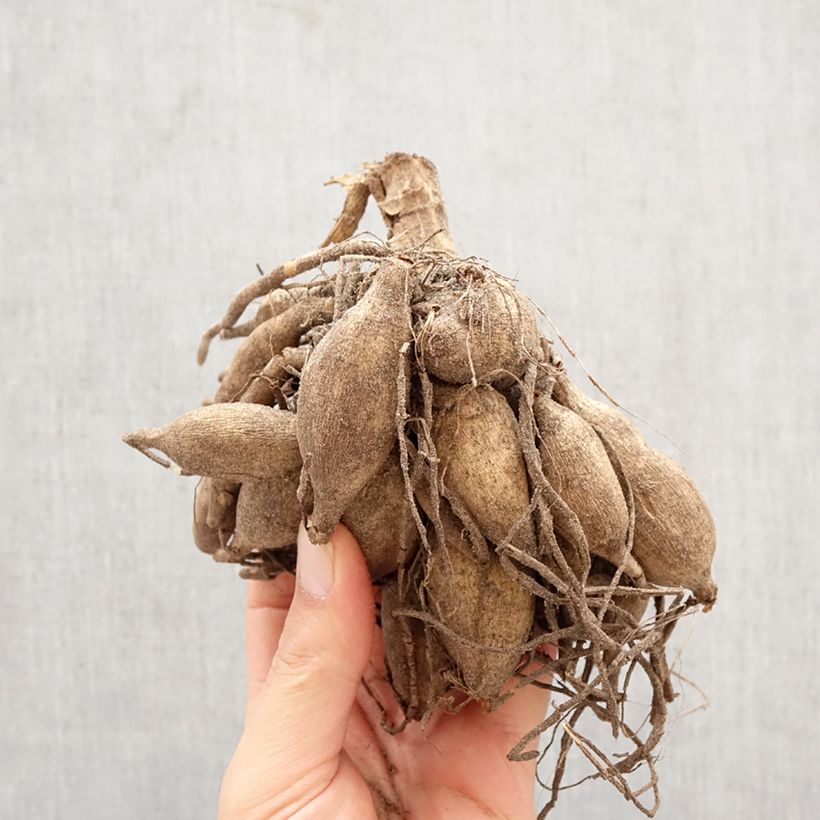 Dalia decorativa Taiheiyo Bulbo taglia I esemplare consegnato in primavera