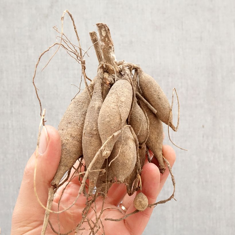 dalia decorativa Aphrodite Bulbo taglia I esemplare consegnato in primavera