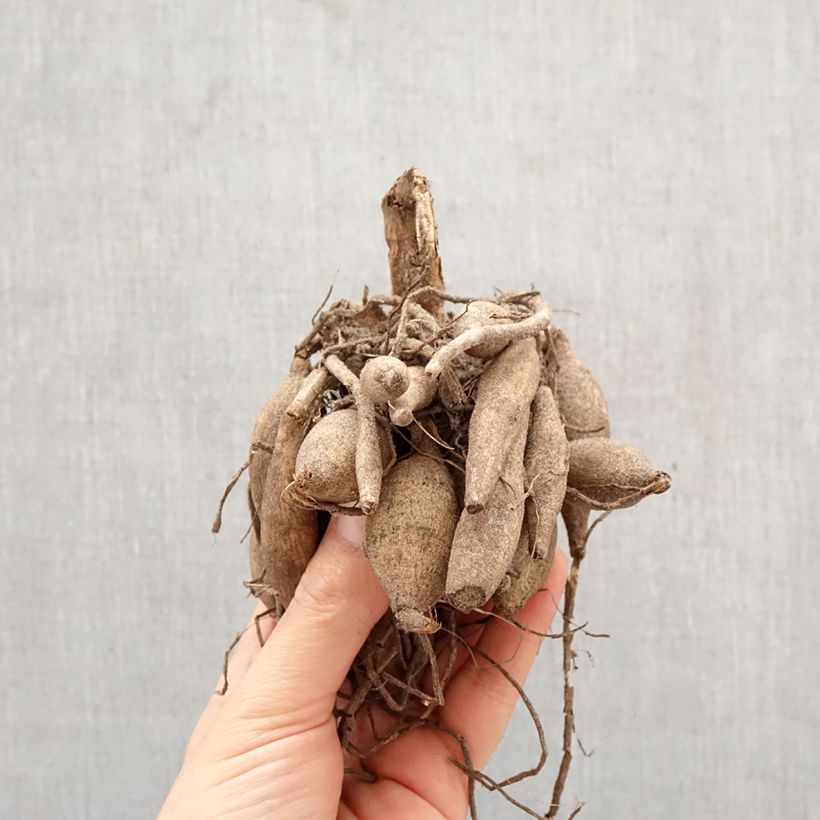 Dalia decorativa Calgary Flames Bulbo taglia I esemplare consegnato in primavera