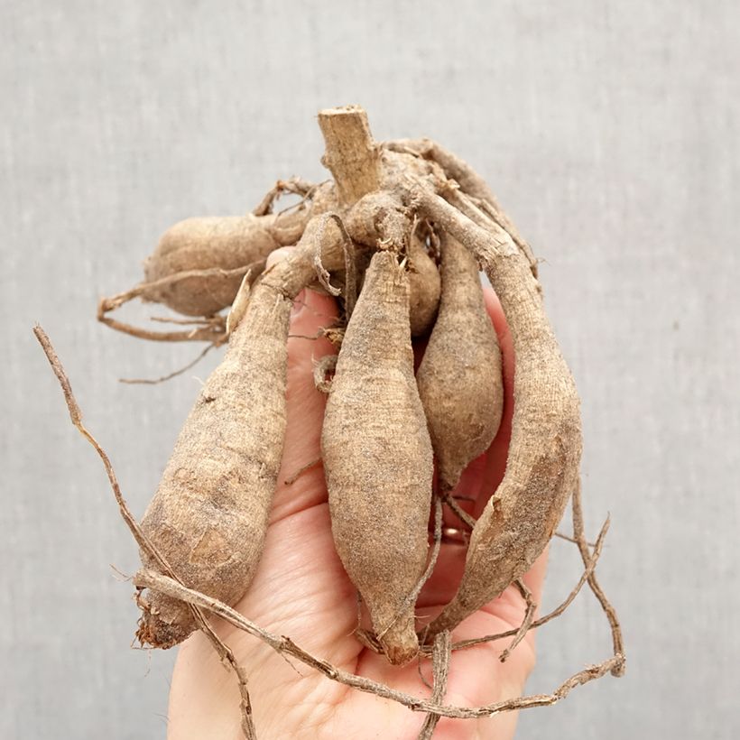 Dalia decorativa Caramel Bulbo taglia I esemplare consegnato in primavera