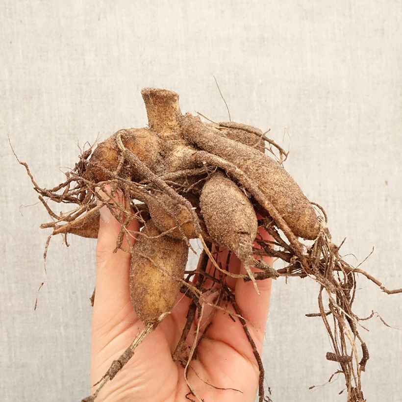 Dalia decorativa Hapet Harmony Bulbo taglia I esemplare consegnato in primavera