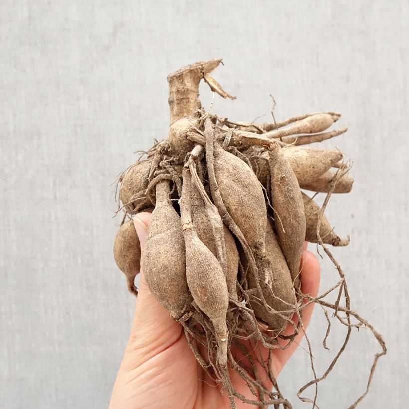 Dalia decorativa Mister Blue Bulbo taglia I esemplare consegnato in primavera