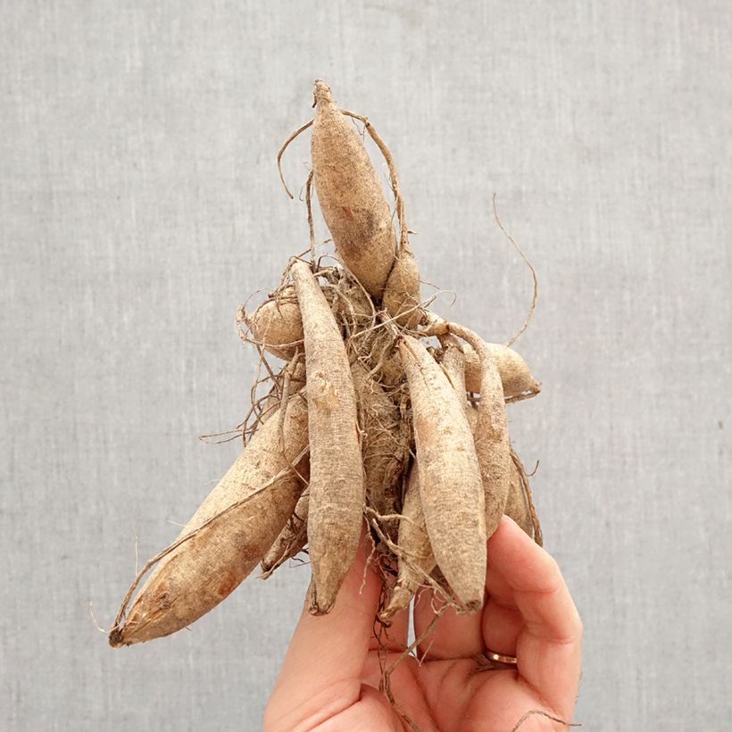 Dalia decorativa Tanita Bulbo taglia I esemplare consegnato in primavera