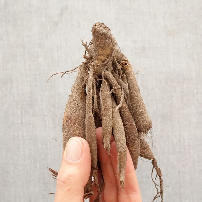 Dalia decorativa Connels Gloriosa Bulbo taglia I esemplare consegnato in primavera